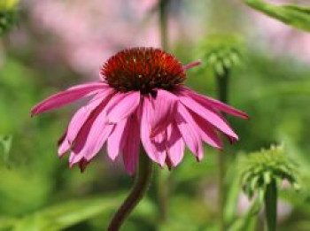 Scheinsonnenhut &#8218;Doppeldecker&#8216;, Echinacea purpurea &#8218;Doppeldecker&#8216;, Topfware