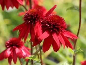 Scheinsonnenhut &#8218;Eccentric&#8216;, Echinacea purpurea &#8218;Eccentric&#8216;, Topfware