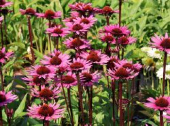 Scheinsonnenhut &#8218;Fatal Attraction&#8216; ®, Echinacea purpurea &#8218;Fatal Attraction&#8216; ®, Topfware