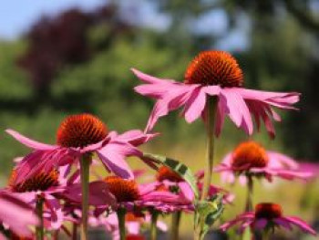 Scheinsonnenhut &#8218;Feeling Pink&#8216;, Echinacea purpurea &#8218;Feeling Pink&#8216;, Containerware