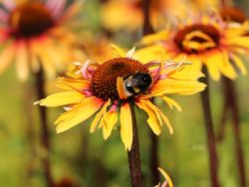 Scheinsonnenhut 'Funky Yellow', Echinacea purpurea 'Funky Yellow', Topfware