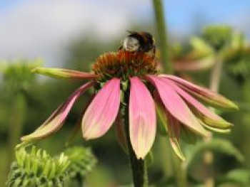 Scheinsonnenhut &#8218;Green Envy&#8216;, Echinacea purpurea &#8218;Green Envy&#8216;, Topfware