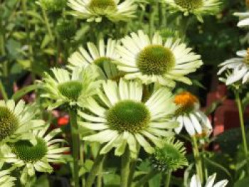 Scheinsonnenhut &#8218;Green Jewel&#8216;, Echinacea purpurea &#8218;Green Jewel&#8216;, Topfware