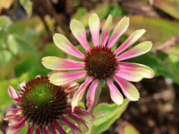 Scheinsonnenhut 'Green Twister', Echinacea purpurea 'Green Twister', Topfware