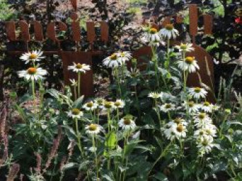 Scheinsonnenhut 'Happy Star', Echinacea purpurea 'Happy Star', Topfware