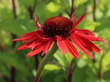 Scheinsonnenhut &#8218;Hot Lava&#8216;, Echinacea purpurea &#8218;Hot Lava&#8216;, Topfware