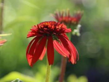 Scheinsonnenhut &#8218;Hot Papaya&#8216; ®, Echinacea purpurea &#8218;Hot Papaya&#8216; ®, Topfware