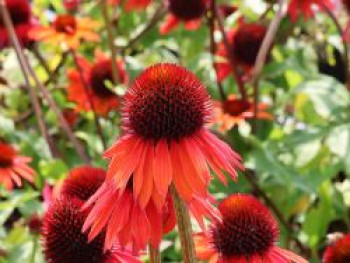 Scheinsonnenhut 'Hot Summer', Echinacea purpurea 'Hot Summer', Topfware