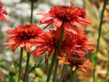 Scheinsonnenhut 'Irresistible', Echinacea purpurea 'Irresistible', Topfware