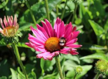 Scheinsonnenhut &#8218;JS Robin Hood&#8216;, Echinacea purpurea &#8218;JS Robin Hood&#8216;, Topfware