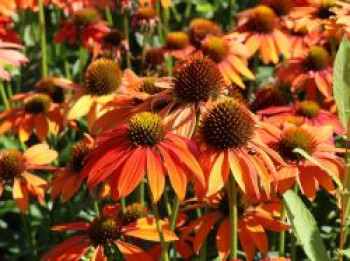 Scheinsonnenhut 'Lakota Orange', Echinacea purpurea 'Lakota Orange', Containerware