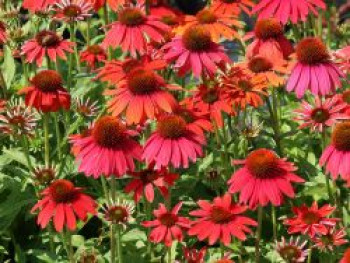 Scheinsonnenhut 'Lakota Red', Echinacea purpurea 'Lakota Red', Containerware