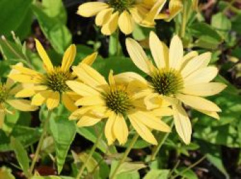 Scheinsonnenhut 'Leilani', Echinacea purpurea 'Leilani', Topfware