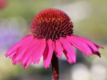 Scheinsonnenhut &#8218;Little Magnus&#8216; ®, Echinacea purpurea &#8218;Little Magnus&#8216; ®, Topfware