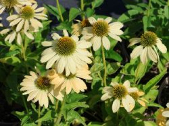 Scheinsonnenhut 'Mellow Yellow', Echinacea purpurea 'Mellow Yellow', Topfware