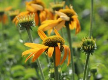 Scheinsonnenhut &#8218;Now Cheesier&#8216;, Echinacea purpurea &#8218;Now Cheesier&#8216;, Topfware