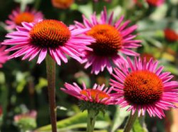 Scheinsonnenhut &#8218;Pica Bella&#8216; ®, Echinacea purpurea &#8218;Pica Bella&#8216; ®, Topfware