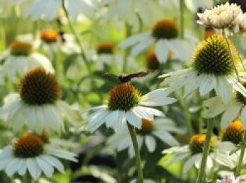 Scheinsonnenhut &#8218;PowWow White&#8216;, Echinacea purpurea &#8218;PowWow White&#8216;, Topfware