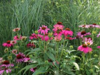 Scheinsonnenhut 'PowWow Wild Berry', Echinacea purpurea 'PowWow Wild Berry', Containerware