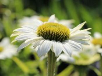 Scheinsonnenhut &#8218;Purity&#8216;, Echinacea purpurea &#8218;Purity&#8216;, Topfware