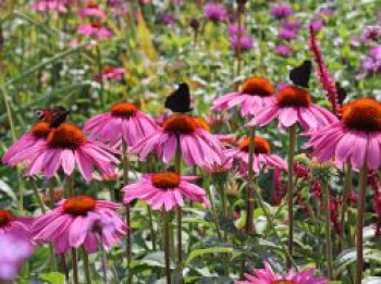 Scheinsonnenhut &#8218;Purple Prairie&#8216;, Echinacea purpurea &#8218;Purple Prairie&#8216;, Topfware