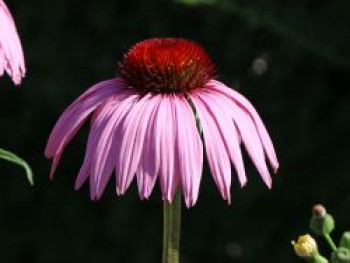 Scheinsonnenhut &#8218;Rubinstern&#8216;, Echinacea purpurea &#8218;Rubinstern&#8216;, Topfware