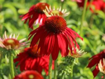 Scheinsonnenhut &#8218;Salsa Red&#8216; ®, Echinacea purpurea &#8218;Sombrero Salsa Red&#8216;, Topfware