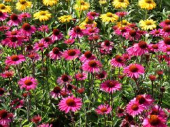 Scheinsonnenhut &#8218;Sensation Pink&#8216;, Echinacea purpurea &#8218;Sensation Pink&#8216;, Topfware