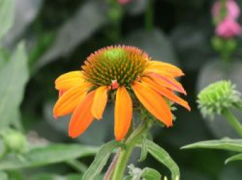 Scheinsonnenhut 'Sombrero Adobe Orange', Echinacea purpurea 'Sombrero Adobe Orange', Containerware