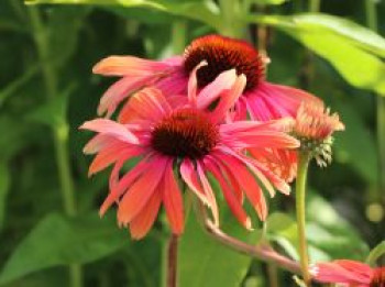 Scheinsonnenhut &#8218;Summer Cocktail&#8216;, Echinacea purpurea &#8218;Summer Cocktail&#8216;, Topfware