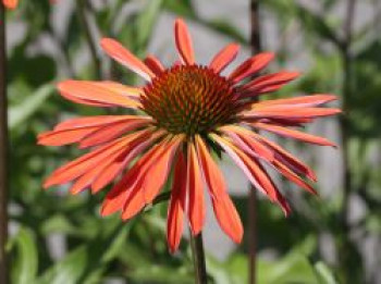 Scheinsonnenhut &#8218;Sundown&#8216; ®, Echinacea purpurea &#8218;Sundown&#8216; ®, Topfware