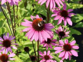 Scheinsonnenhut &#8218;SunMagic Vintage Fuchsia&#8216; ®, Echinacea purpurea &#8218;SunMagic Vintage Fuchsia&#8216; ®, Containerware