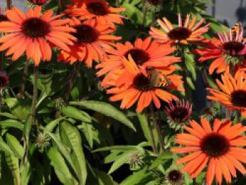 Scheinsonnenhut &#8218;SunMagic Vintage Orange&#8216; ®, Echinacea purpurea &#8218;SunMagic Vintage Orange&#8216; ®, Containerware