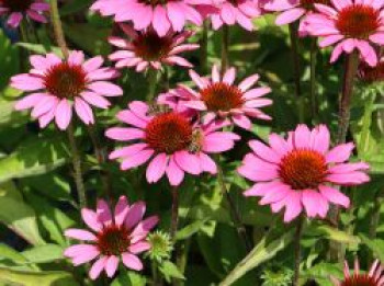 Scheinsonnenhut &#8218;SunMagic Vintage Pink&#8216; ®, Echinacea purpurea &#8218;SunMagic Vintage Pink&#8216; ®, Containerware