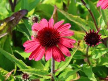 Scheinsonnenhut &#8218;SunMagic Vintage Red&#8216; ®, Echinacea purpurea &#8218;SunMagic Vintage Red&#8216; ®, Containerware