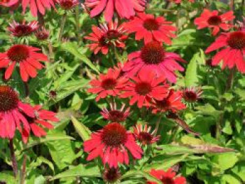 Scheinsonnenhut &#8218;SunMagic Vintage Ruby&#8216; ®, Echinacea purpurea &#8218;SunMagic Vintage Ruby&#8216; ®, Containerware