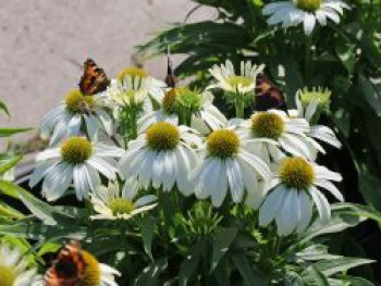 Scheinsonnenhut 'SunMagic Vintage White' ®, Echinacea purpurea 'SunMagic Vintage White' ®, Containerware