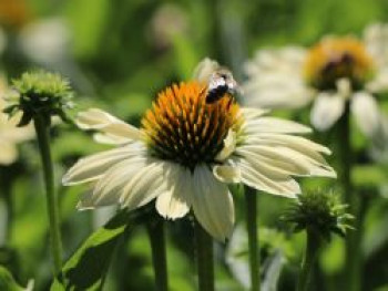 Scheinsonnenhut &#8218;Sunrise&#8216; ®, Echinacea purpurea &#8218;Sunrise&#8216;  ®, Topfware