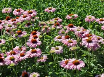 Scheinsonnenhut SunSeekers 'Blush', Echinacea purpurea SunSeekers 'Blush', Topfware