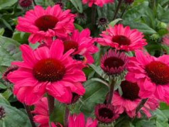 Scheinsonnenhut SunSeekers 'Carmine', Echinacea purpurea SunSeekers 'Carmine', Topfware