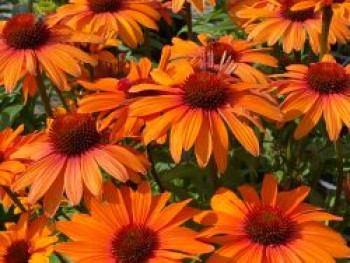 Scheinsonnenhut SunSeekers 'Clementine', Echinacea purpurea SunSeekers 'Clementine', Topfware