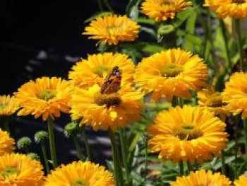 Scheinsonnenhut SunSeekers 'Golden Sun', Echinacea purpurea SunSeekers 'Golden Sun', Topfware