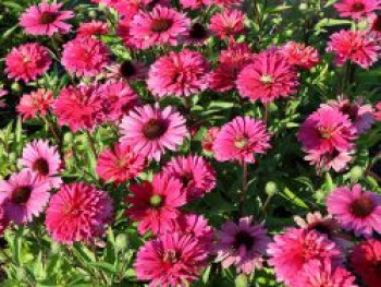 Scheinsonnenhut SunSeekers &#8218;Magenta&#8216; ®, Echinacea purpurea SunSeekers &#8218;Magenta&#8216; ®, Topfware