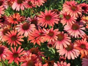 Scheinsonnenhut SunSeekers 'Orange', Echinacea purpurea SunSeekers 'Orange', Topfware