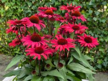 Scheinsonnenhut SunSeekers 'Pomegranate', Echinacea purpurea SunSeekers 'Pomegranate', Topfware