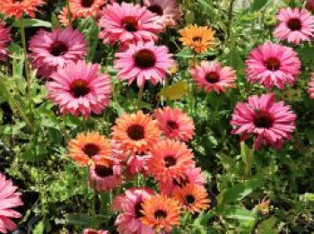 Scheinsonnenhut SunSeekers 'Rainbow', Echinacea purpurea SunSeekers 'Rainbow', Topfware