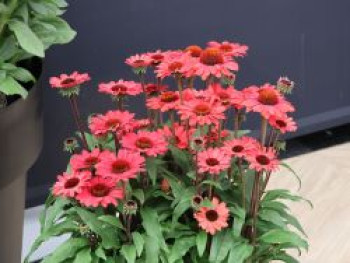 Scheinsonnenhut SunSeekers 'Red', Echinacea purpurea SunSeekers 'Red', Topfware