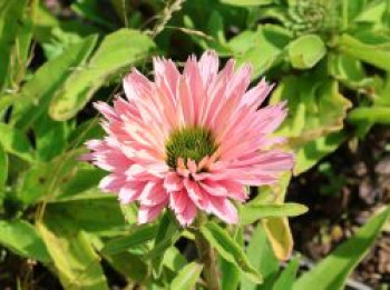 Scheinsonnenhut 'Sunseekers Salmon', Echinacea purpurea 'Sunseekers Salmon', Topfware