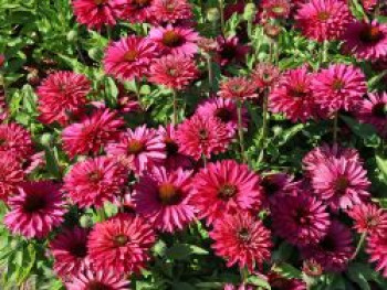Scheinsonnenhut SunSeekers 'Sweet Fuchsia', Echinacea purpurea SunSeekers 'Sweet Fuchsia', Topfware