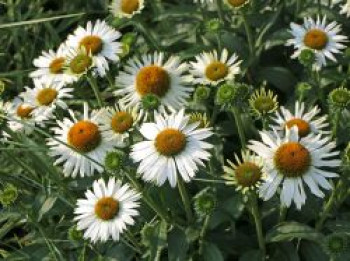 Scheinsonnenhut SunSeekers &#8218;White&#8216;, Echinacea purpurea SunSeekers &#8218;White&#8216;, Topfware